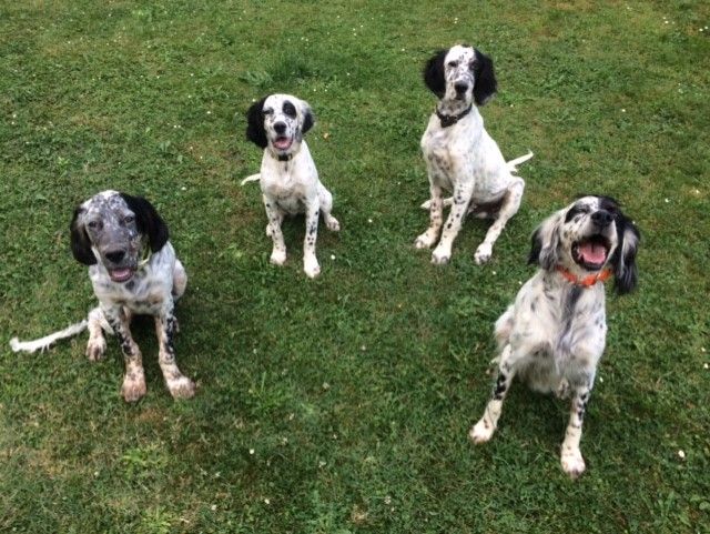 Chiots de 2016 et leur mère
